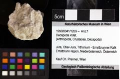 Foto (Objket + Etiketten) von Decapoda indet. 